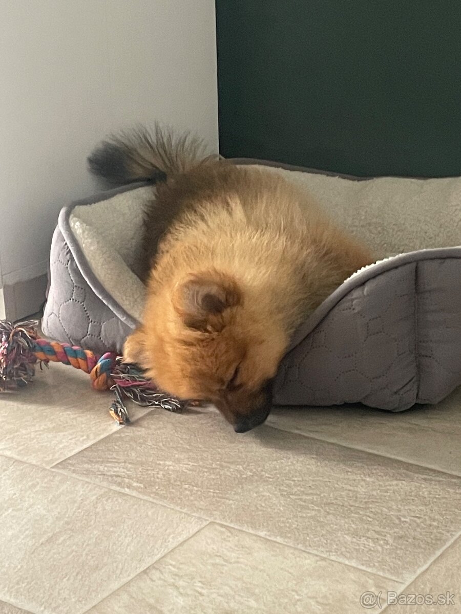 Nemecky špic malý pomeranian - 2