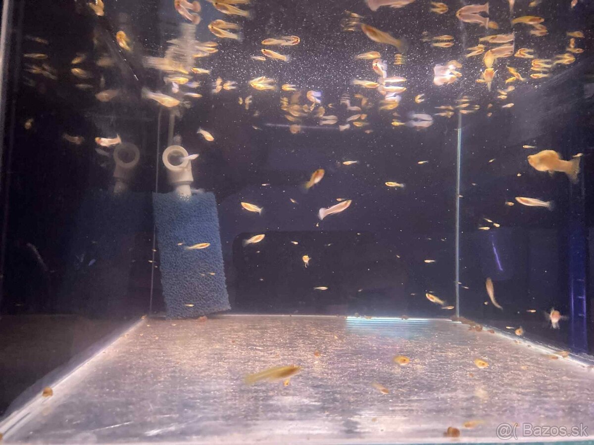 Gupky White Snow - čistá línia - 2