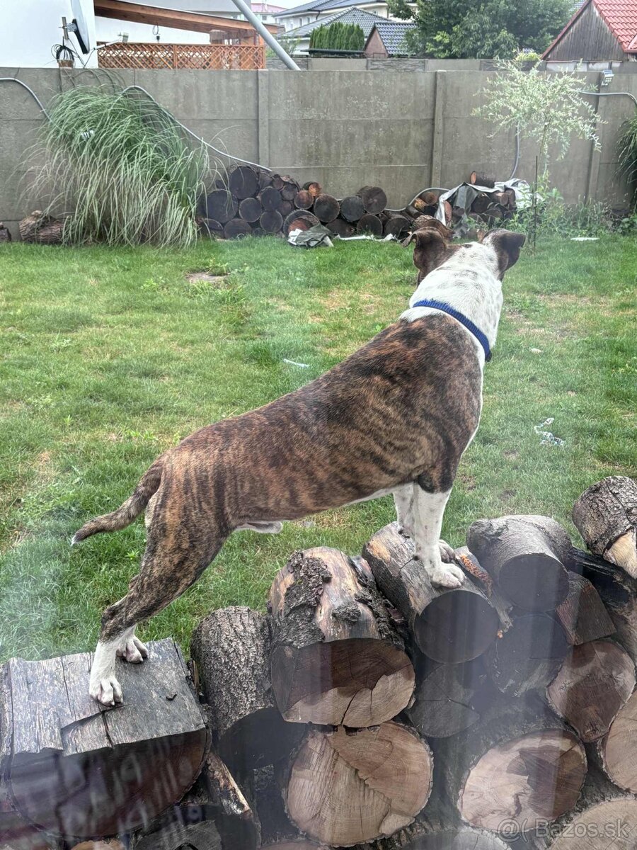 Americky stafordšírsky teriér s PP - 2