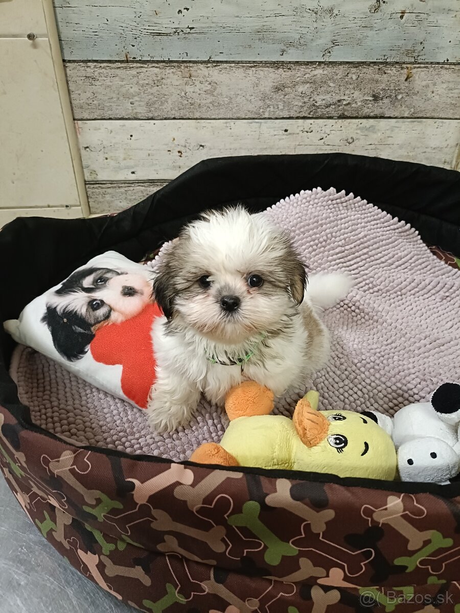 Rozkošné Shih-Tzu šteniatka (shitzu, shih tzu,shihtzu) - 2