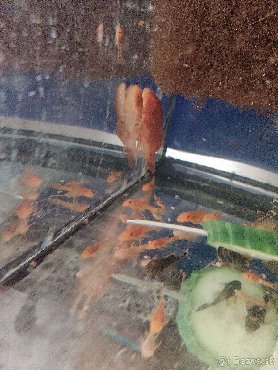 Ancistrus red, prisavník červený. - 2