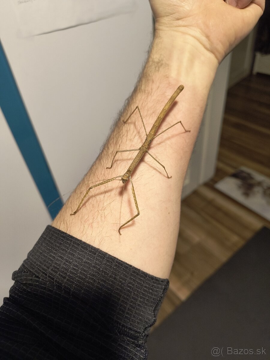 Pakobylky Phaenopharos khaoyaiensis - 2