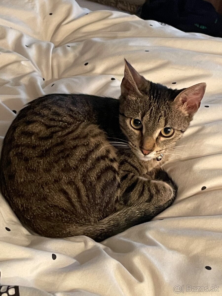 Darujem do dobrých rúk. - 2