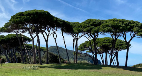 Borovica píniová - Pinus pinea - sadenice - 2