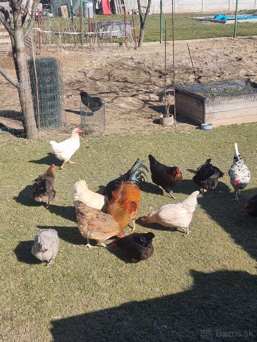 SLEPAČIE VAJCIA - 2