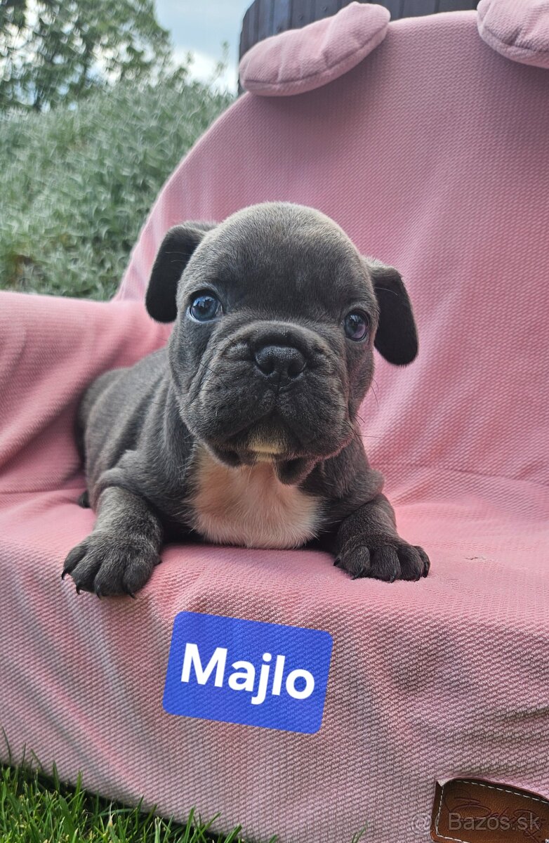 Francúzský buldoček - 2