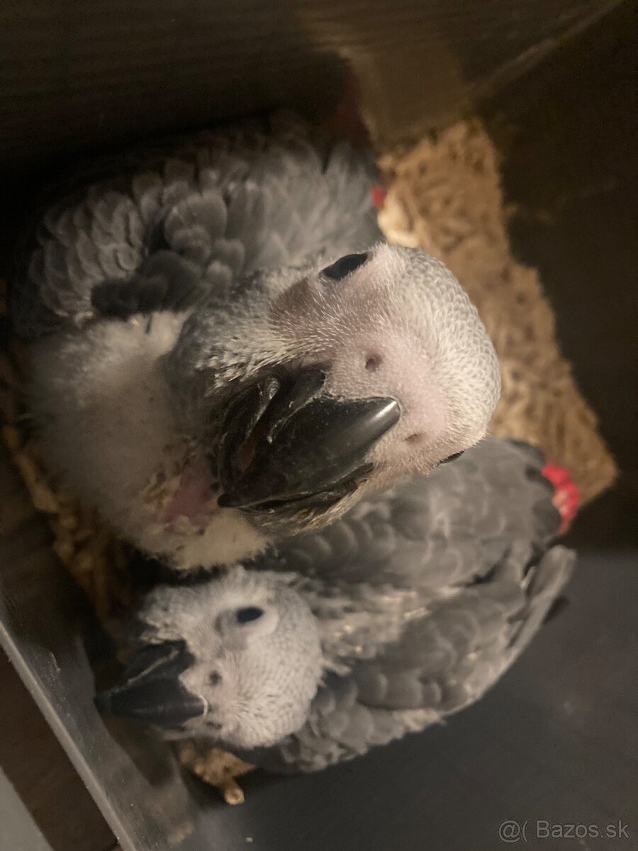 Mláďatká žako Kongo - 2