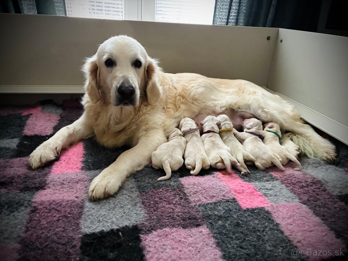 Zlatý retriever - šteniatka s PP - 2