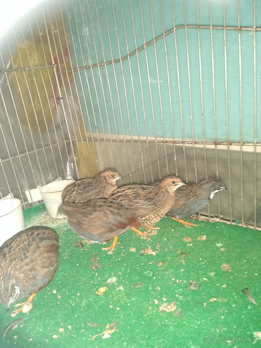 Predám prepelice činske - 2