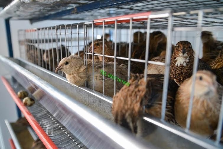 Sústava na chov Prepelíc , Křepelky od 50 do 150 ks , 90cm k - 2