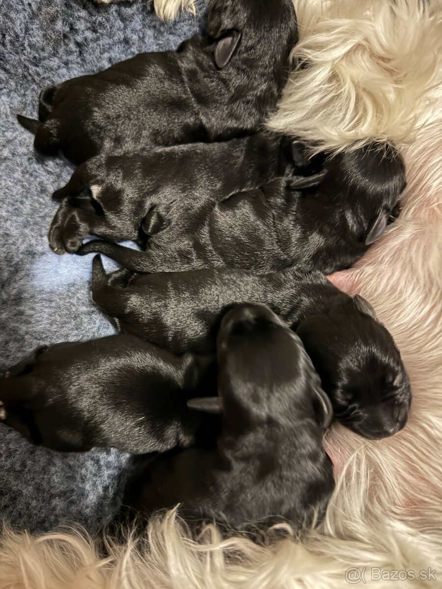 Bradáč malý čierny - 2