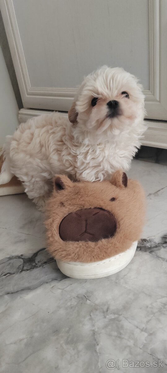 Predám Yorkshire terrier mini - 2