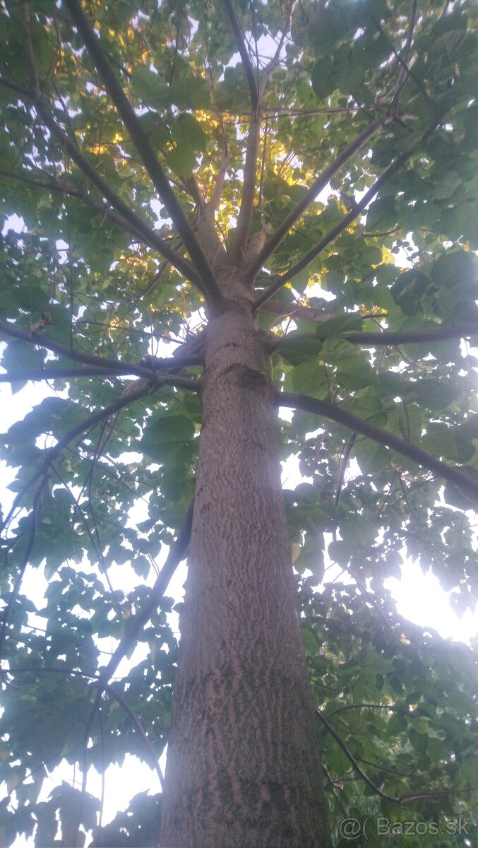 Paulownia - 2