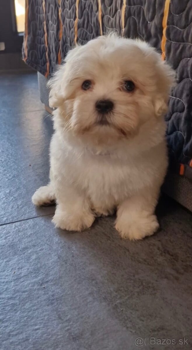 Maltipoo - 2