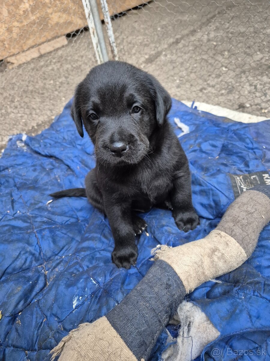 Labrador Retriever - 2