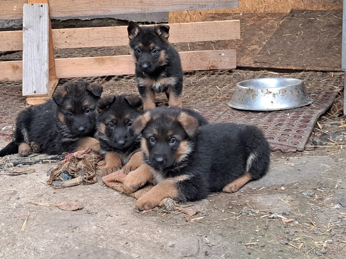 Predám šteňatá nemevký ovčiak - 2