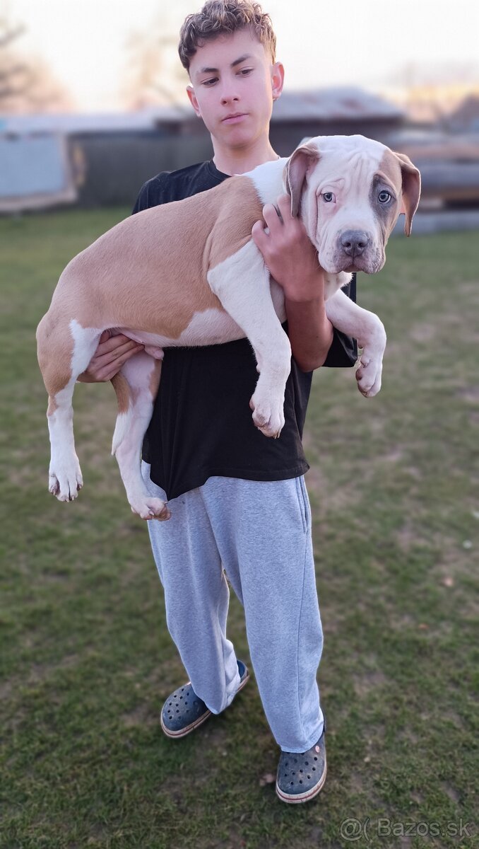 Šteniatka American Bully XL - 2