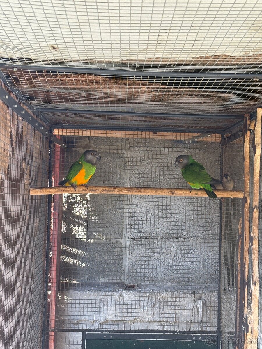 Senegalsky papagaj - 2