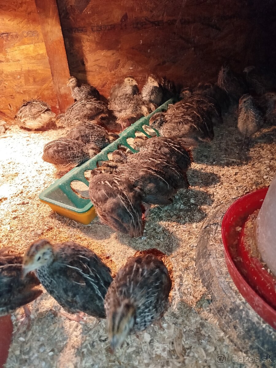 Japonské prepelice - 2