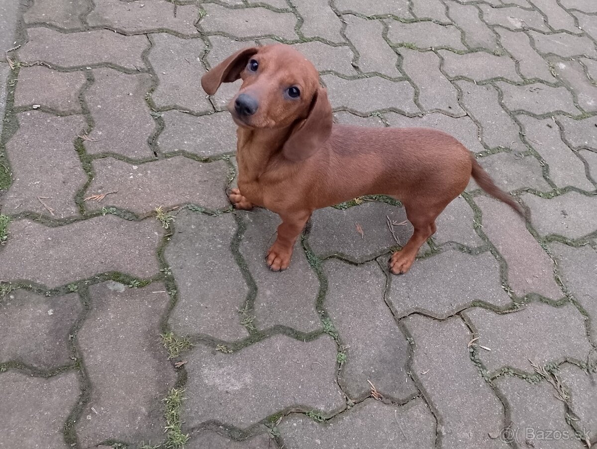 Jazvečík trpazliči - 2