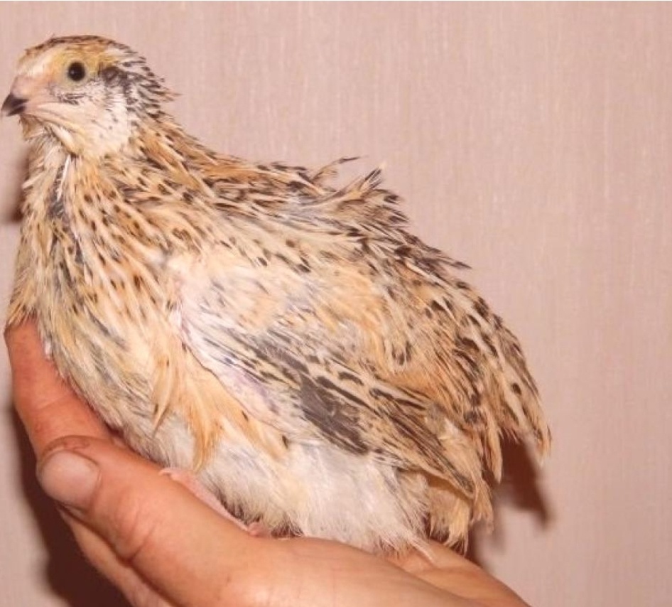 Prepelice japonské - 2