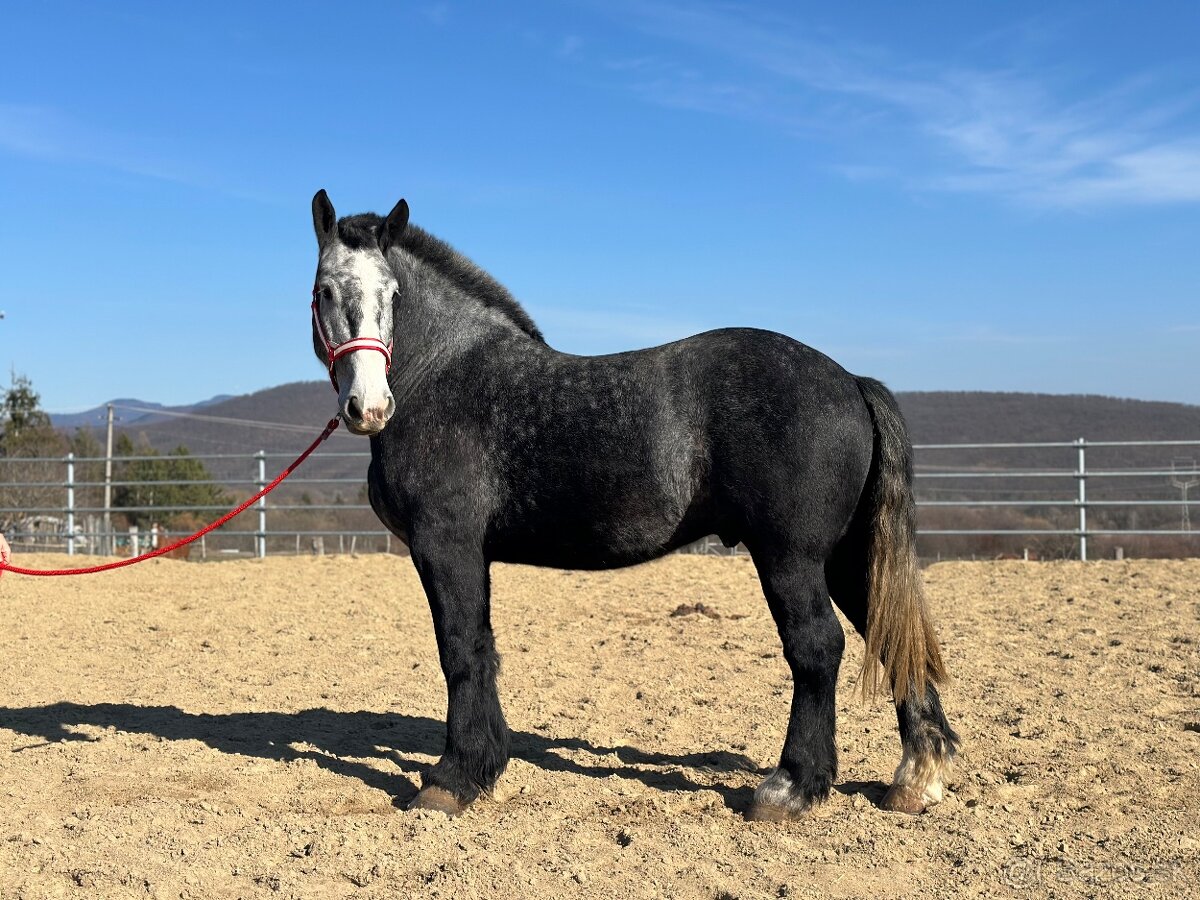 Valach na predaj - percheron - 2