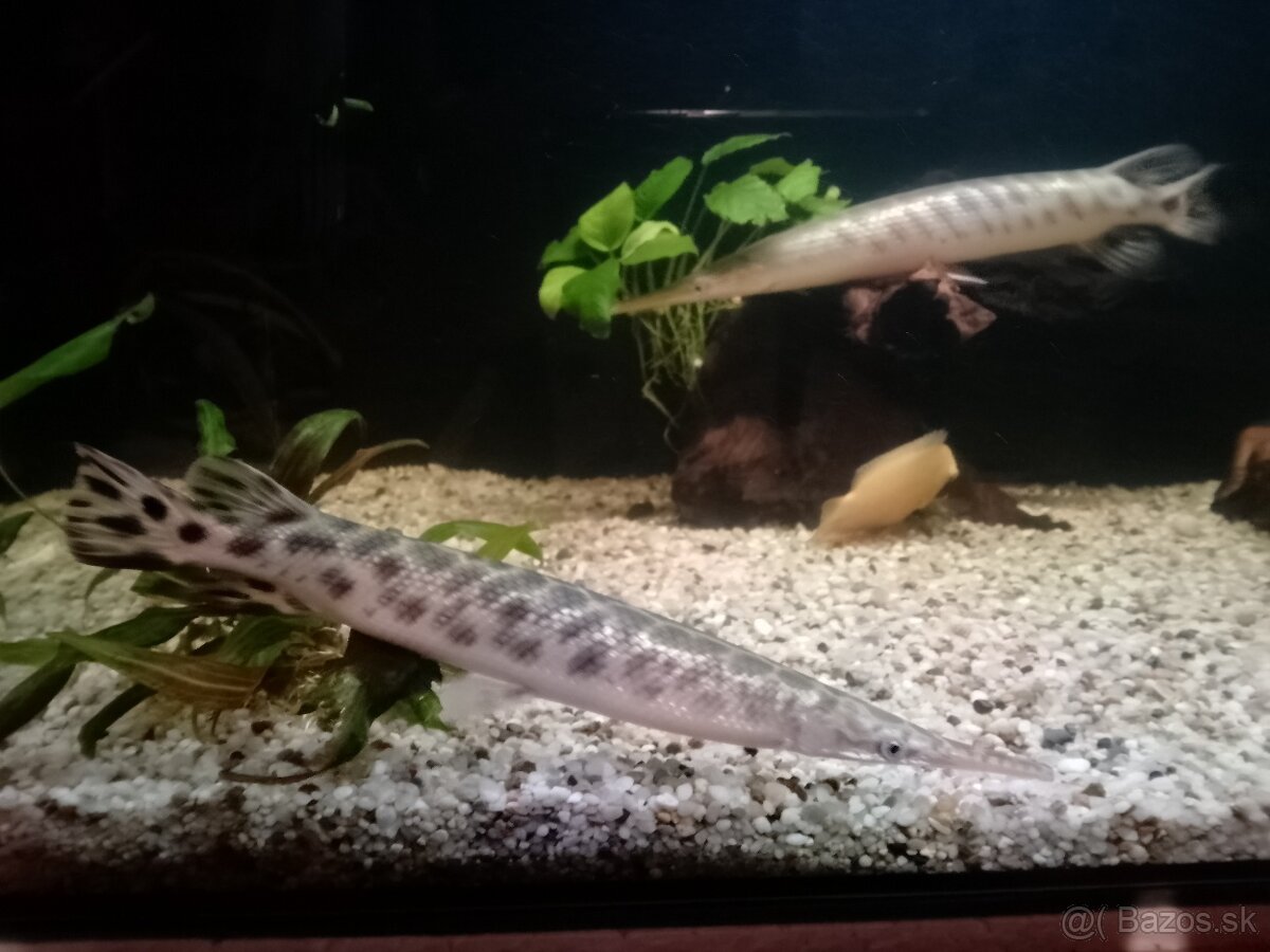Aligátor gar - 2