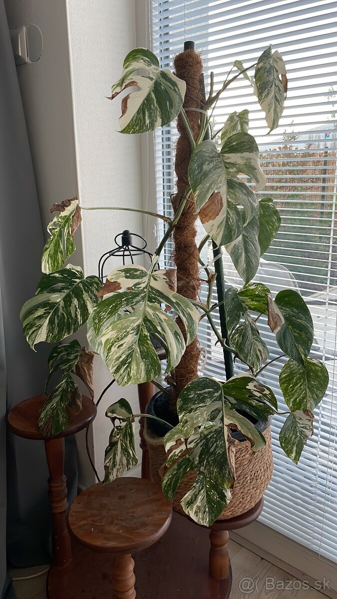 Monstera variegata - 2