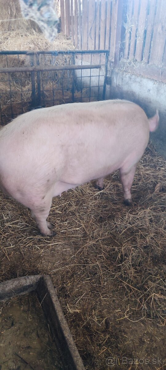 Predám prasnicu po prvých prasiatkach - 2