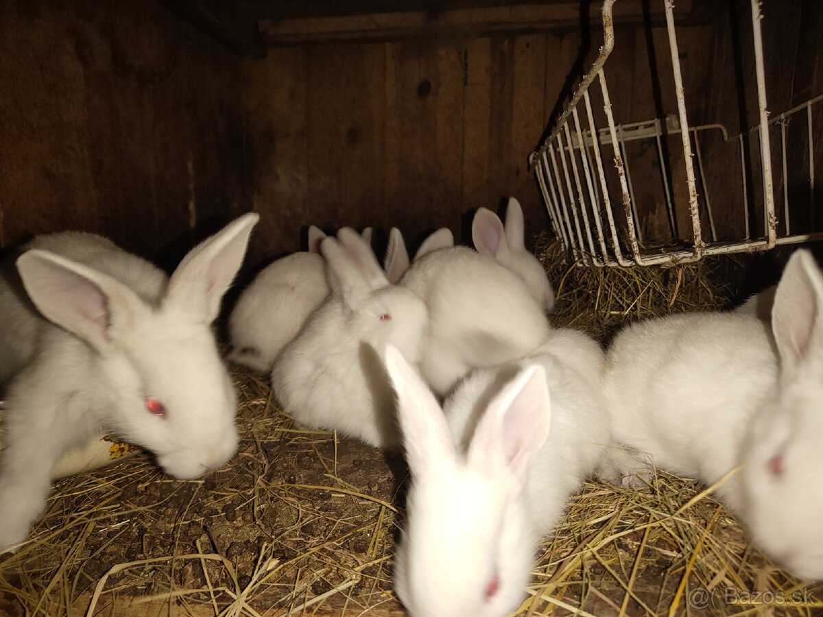 Mladé zdravé zajace na ďalší chov akcia 6€/ks - 2