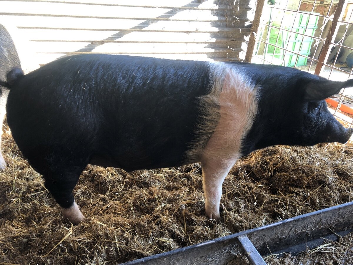 Jatočné ošípané - 2