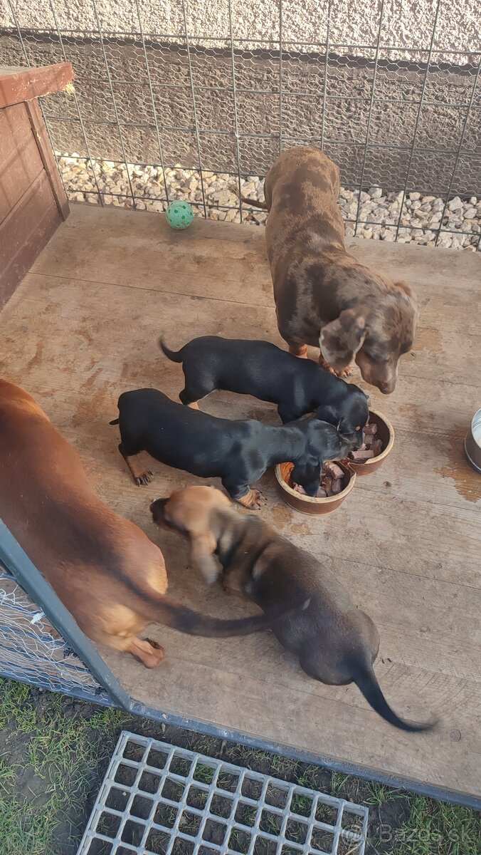 Jazvecík standart - 2