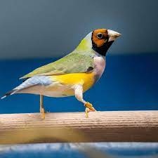 Amadina guldová červenohlavá - 2