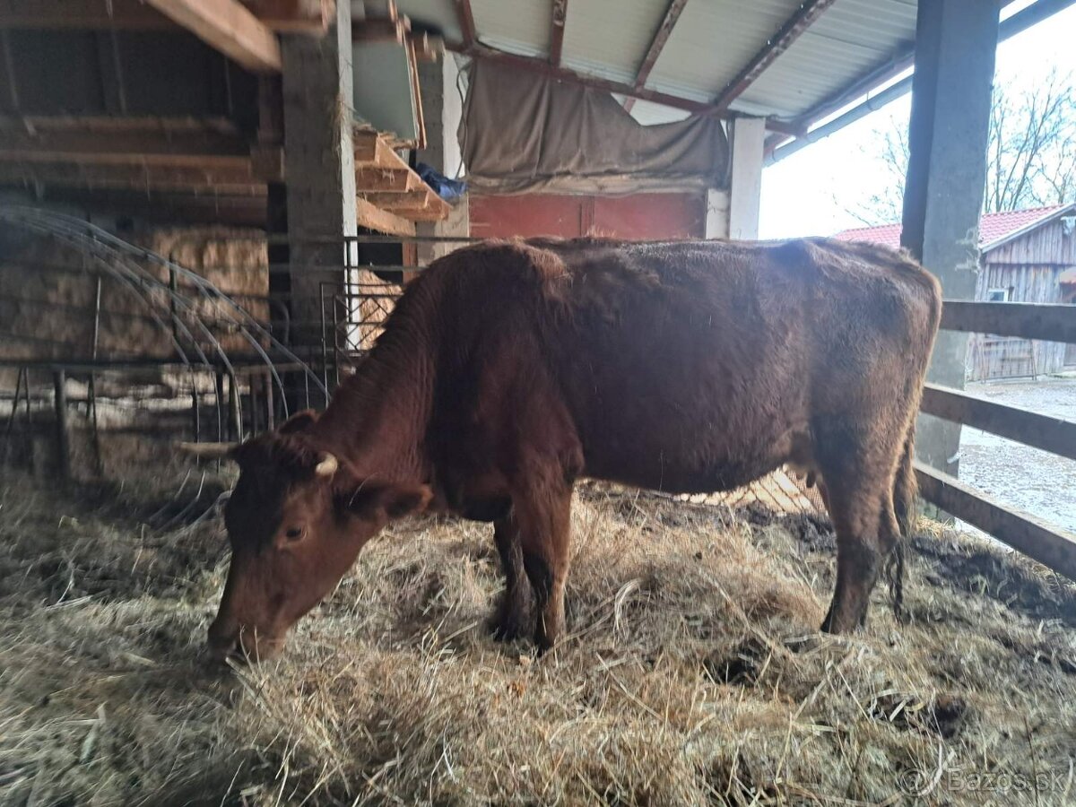 Predam telnu jalovicu - 2