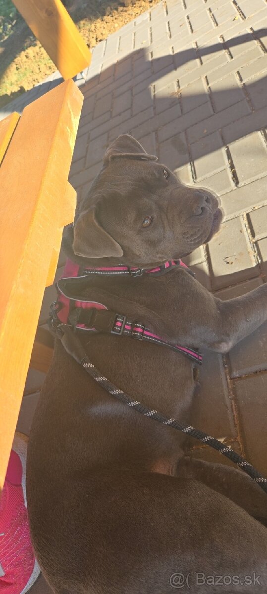 Americký staford - 2