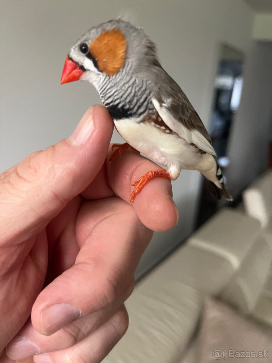 Zebrička austrálska - 2