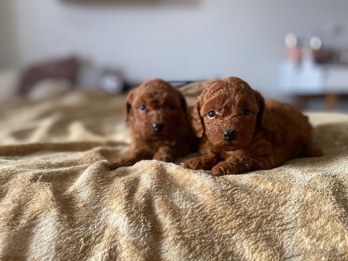 Pudel Toy - psikovia red bez pp - 2