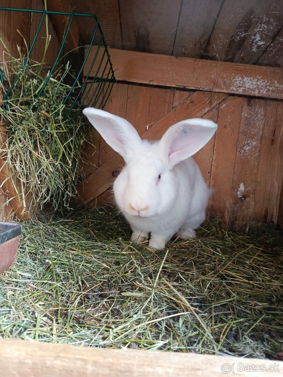 Drínovsky Biely Králik Modrooký - 2