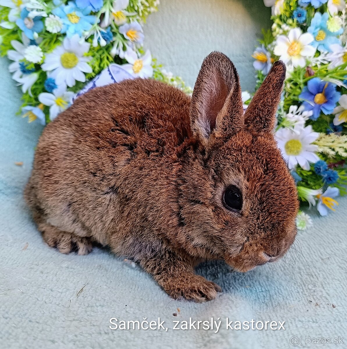 Zakrslý rex - kastorex - 2