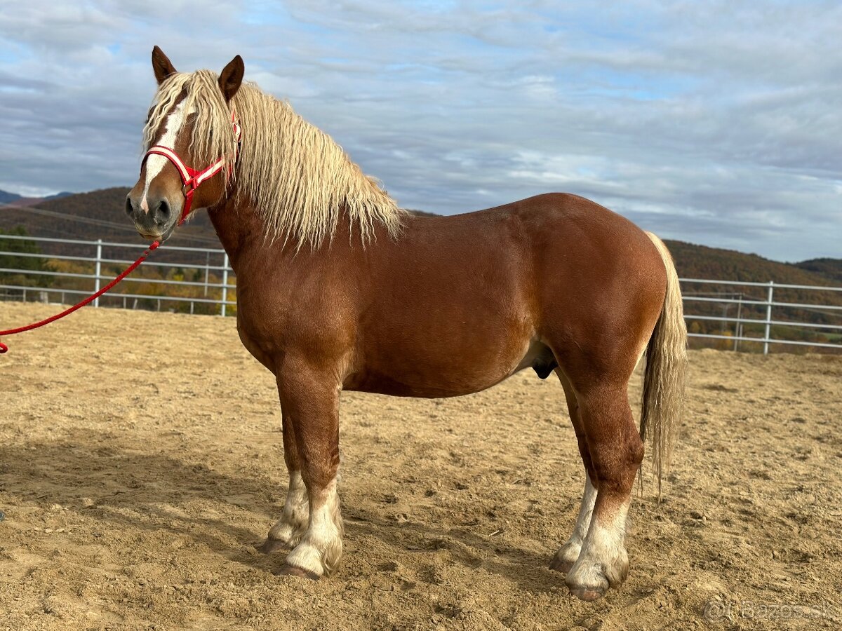Predám žrebca - ťažný kôň na predaj - 2
