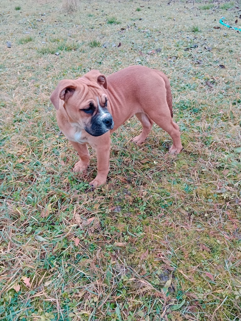 Kontinentálny buldog - 2