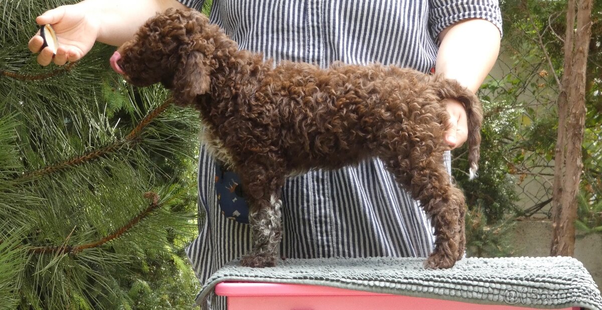 Lagotto Romagnolo -Pes - 2