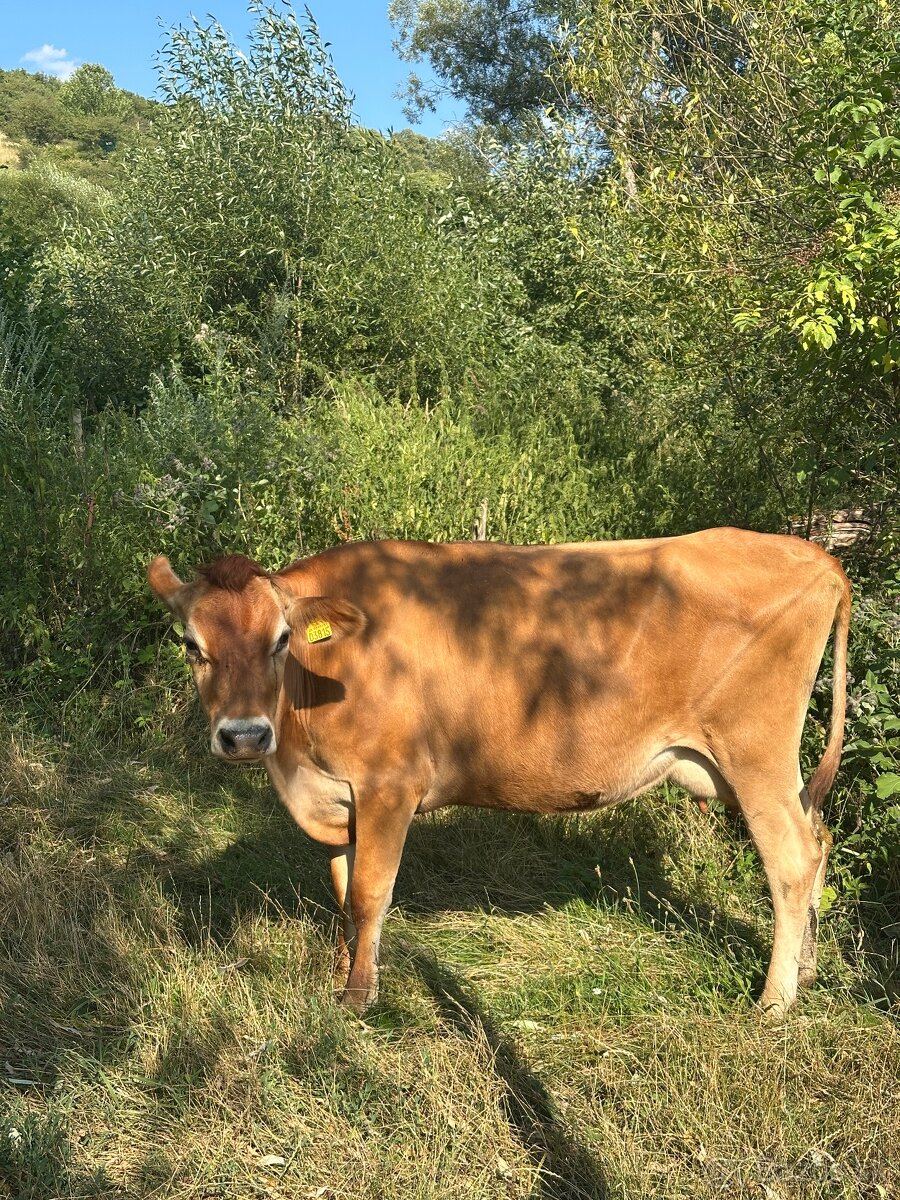 Jersey A2A2 JALOVIČKY A PRVÔSTKY - 2