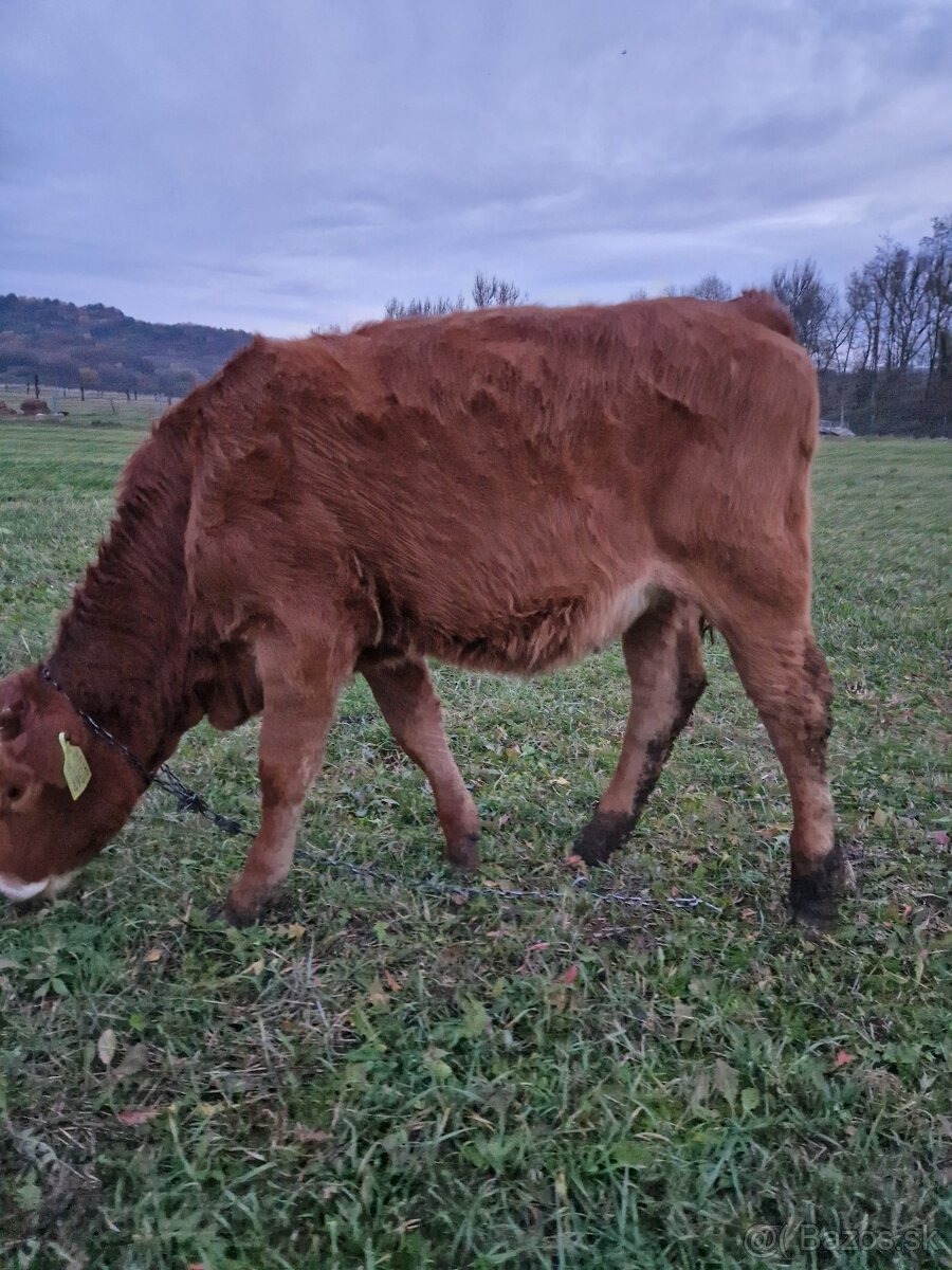 Predám jalovicku (jalovicu, teľa, býka, býčka ) za výhodnú - 2