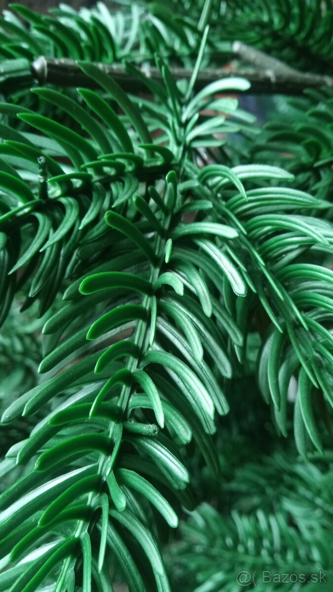 Predám vianočny stromček. - 2