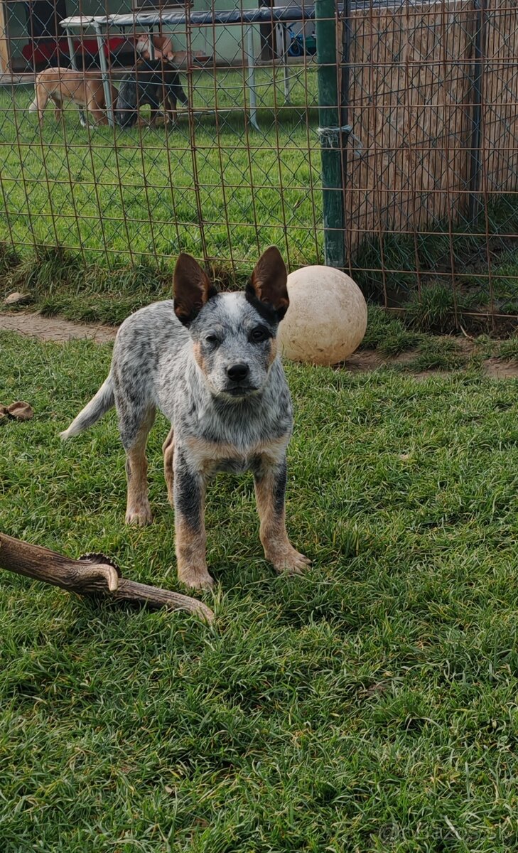 Australsky dobytkarsky pes - 2