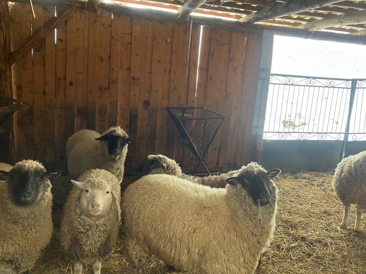 Cigaja berrichon - 2