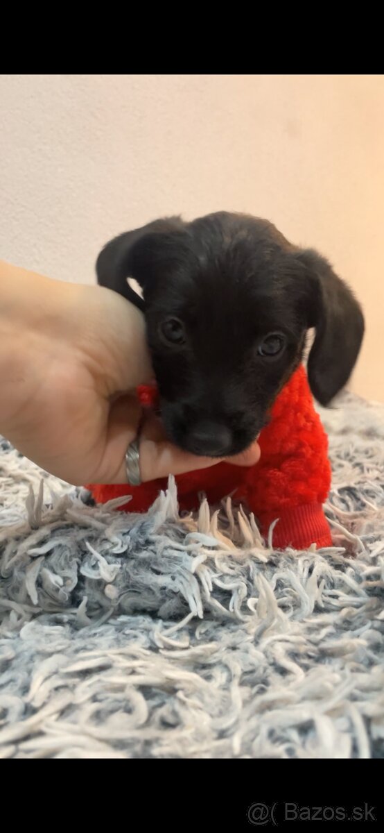 krizenec pudlika - 2