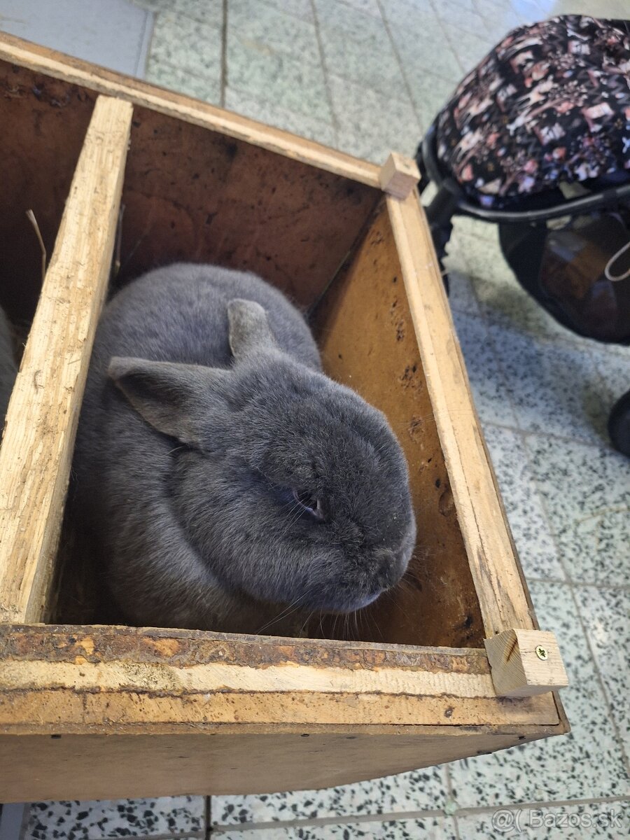 Králik Modrý viedenský - 2