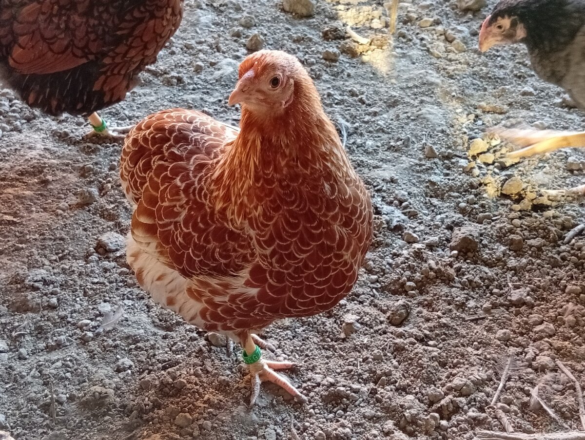 Wyandotka zdrobnela. - 2